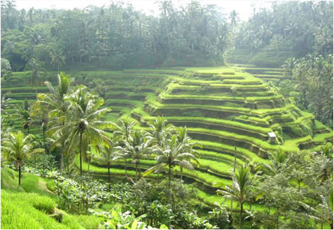Best Bali Guide, your proffessional travel and guide